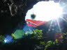 lanza12